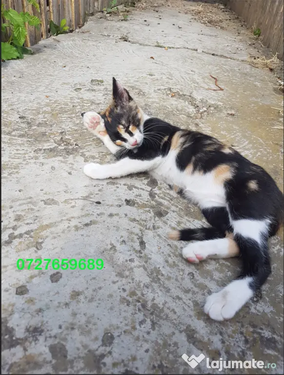 Ofer spre adoptie o pisicuta tare agera si frumoasa