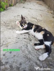 Ofer spre adoptie o pisicuta tare agera si frumoasa