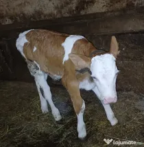 Vând vițel tauras