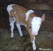 Vând vițel tauras 