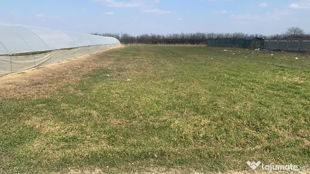 Teren 1.055 mp cu 2 deschideri Dumitrana Măgurele Utilități,Merita! - Dumitrana (Bucuresti-Ilfov)