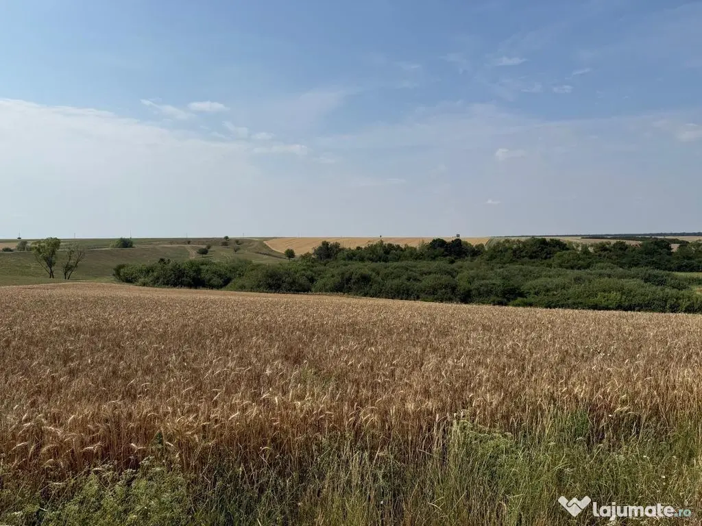 Teren intravilan Miersig, vedere la lac. 12,5 E/mp neg. C...