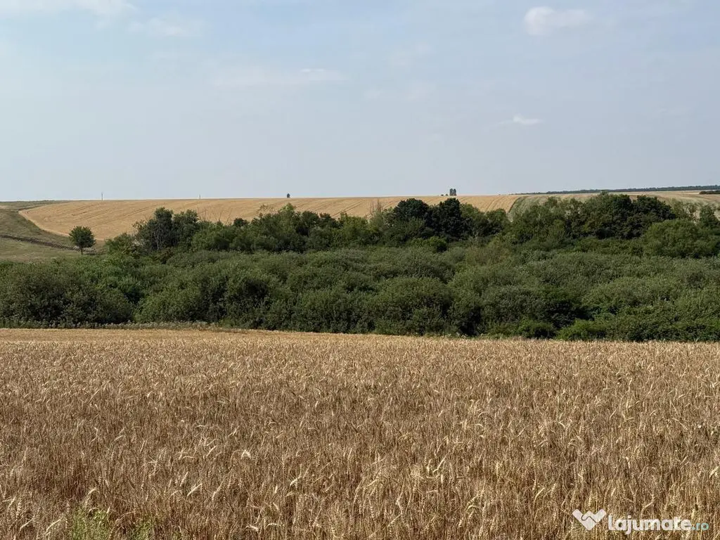 Teren intravilan Miersig, vedere la lac. 12,5 E/mp neg. C...
