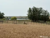 Teren intravilan Miersig, vedere la lac. 12,5 E/mp neg. C...