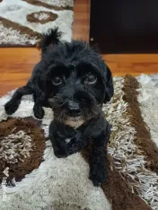 Câine Bichon Havanez 