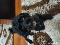 Câine Bichon Havanez