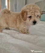 Maltipoo 7 săptămâni