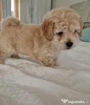 Maltipoo 7 săptămâni 