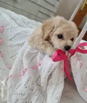 Maltipoo 7 săptămâni 