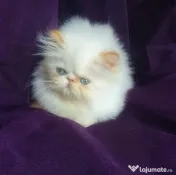 brirish si persana pisici de rasa pura 