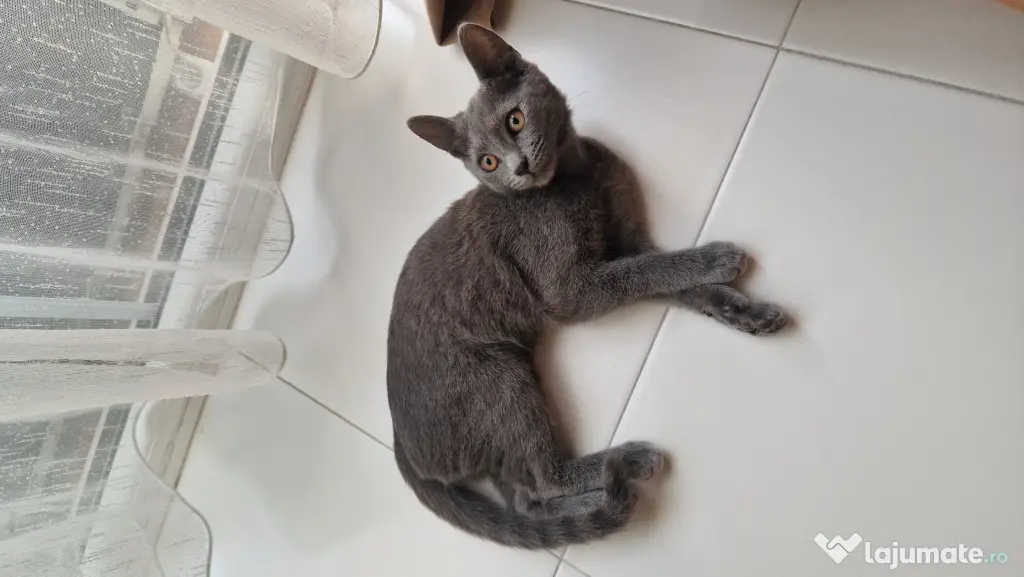 Pisicuta British Shorthair