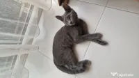 Pisicuta British Shorthair 