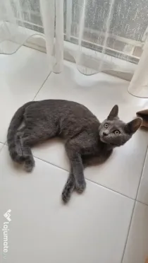 Pui de pisica British Shorthair