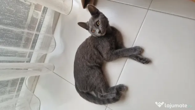 Pisicuta British Shorthair