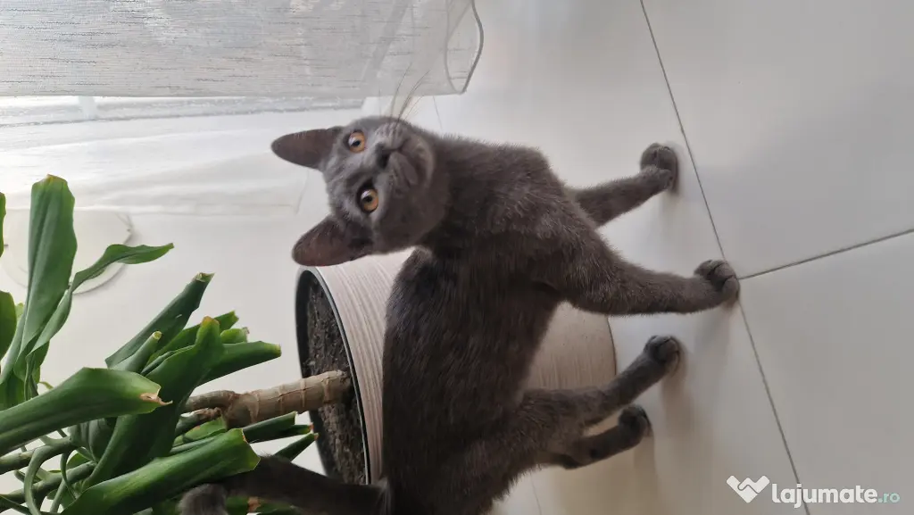 Pisicuta British Shorthair