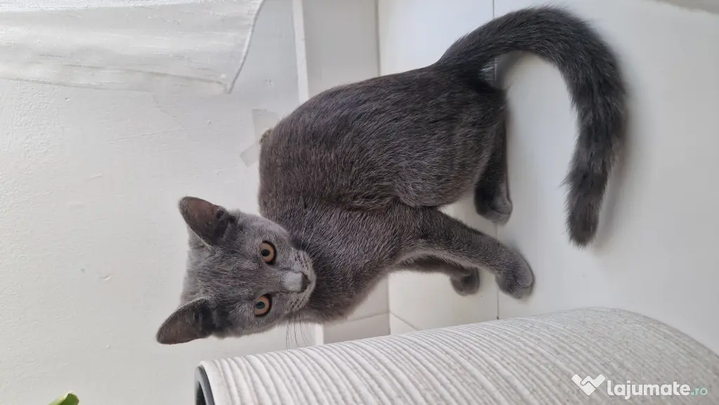 Pisicuta British Shorthair