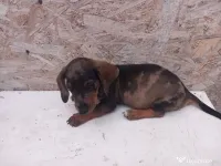 căței Teckel Arlechin, negru, ciocolatiu (tekel,Dachshund) 