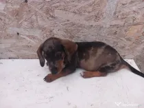 căței Teckel Arlechin, negru, ciocolatiu (tekel,Dachshund)