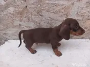 Căței Teckel Arlechin, negru, ciocolatiu (tekel,Dachshund)