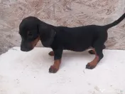 Căței Teckel Arlechin, negru, ciocolatiu (tekel,Dachshund)