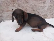 Căței Teckel Arlechin, negru, ciocolatiu (tekel,Dachshund)