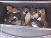 Căței Teckel Arlechin, negru, ciocolatiu (tekel,Dachshund)