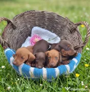 Pui Teckel (Dachshund) Standard