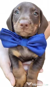 Pui Teckel (Dachshund) Standard