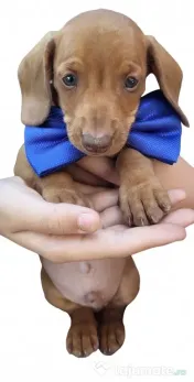 Pui Teckel (Dachshund) Standard