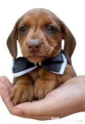 Pui Teckel (Dachshund) Standard