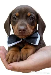 Pui Teckel (Dachshund) Standard