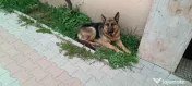 Ciobanesc german 1,5 ani femelă