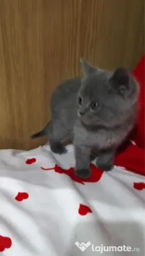 Scottish fold blue