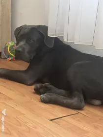 Caine cane corso