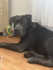Caine cane corso 