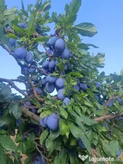 Vând prune Stanley și mere Generos 