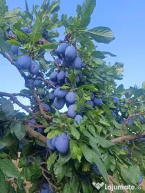 Vând prune Stanley și mere Generos