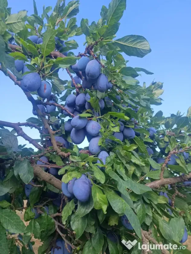 Vând prune Stanley și mere Generos