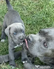Pui de cane corso 8 saptamani