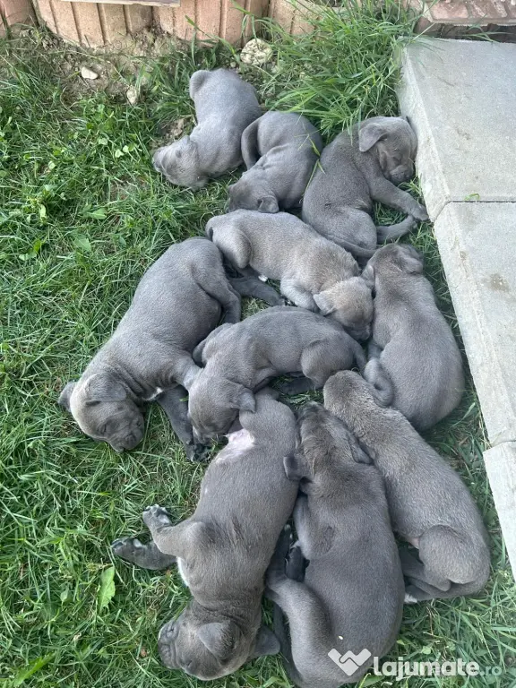 Pui de cane corso 8 saptamani