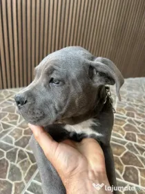 Pui de cane corso 8 saptamani