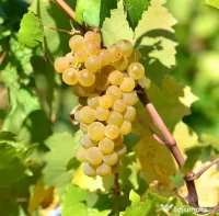 vand struguri de vin