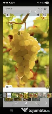 vand struguri de vin 