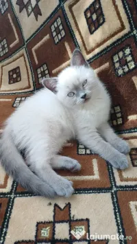 Pisicuță british shorthair