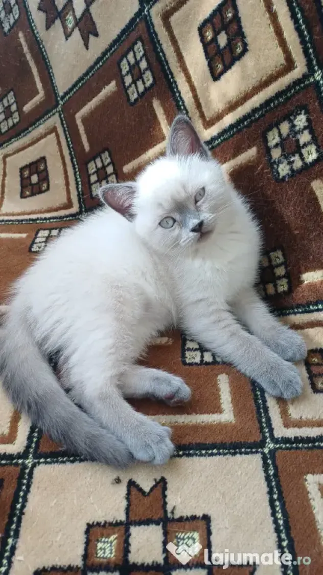 Pisicuță british shorthair