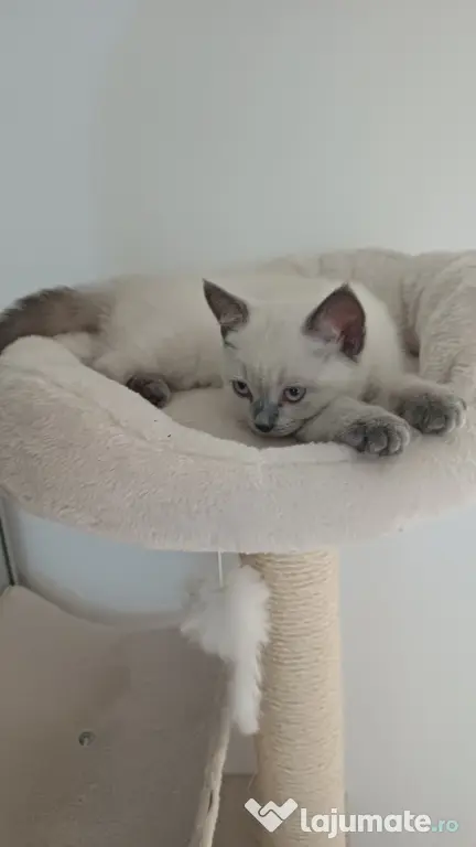 Pisicuță british shorthair