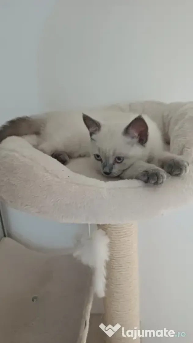 Pisicuță british shorthair
