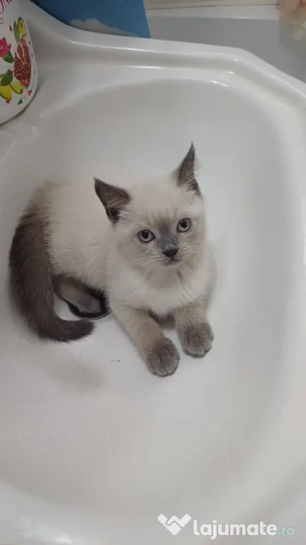 Pisicuță british shorthair