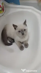 Pisicuță british shorthair