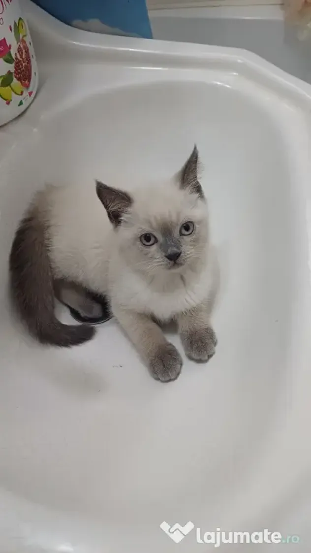 Pisicuță british shorthair
